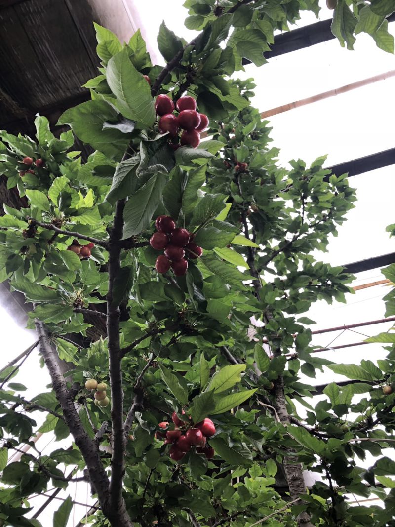 山东沂源暖棚樱桃🍒