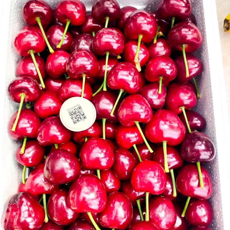 山东沂源暖棚樱桃🍒
