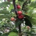 山东沂源暖棚樱桃🍒