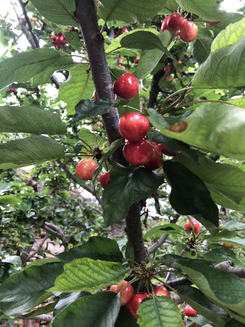 山东沂源暖棚樱桃🍒