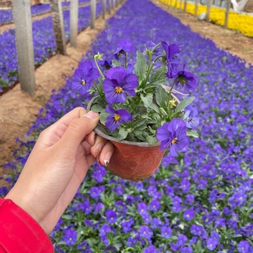 牵牛花矮牵牛花垂钓牵牛五彩牵牛基地直发视频看货