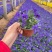 牵牛花矮牵牛花垂钓牵牛五彩牵牛基地直发视频看货