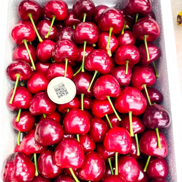 山东沂源暖棚樱桃🍒