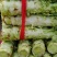 河南新野县精品蔬菜红叶窝笋现货大量上市质量好价格优
