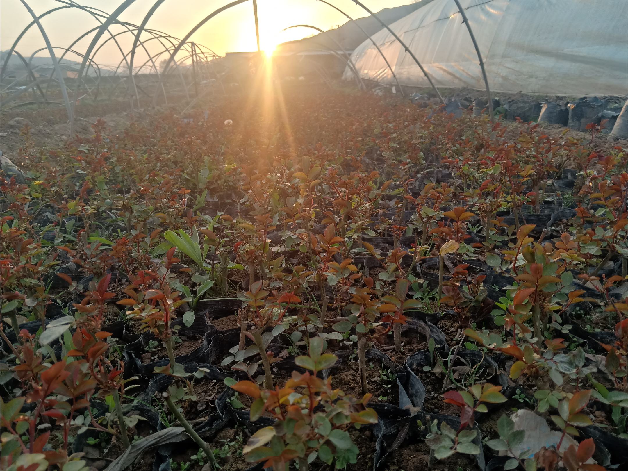 一座现代化玻璃温室内部,整齐排列的穴盘中生长着‘永恒朱丽叶’月季幼苗,工作人员正在检查植株健康状况,背景可见自动化喷灌系统与补光灯设备,体现欧洲高标准种苗生产流程 规模化月季育苗温室场景