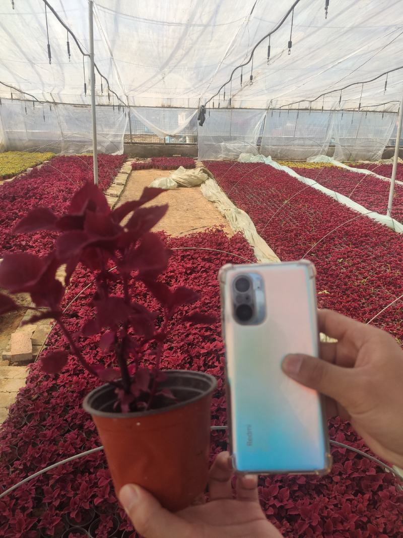 优质彩页彩叶草颜色多种植基地直发质量保证，视频发货