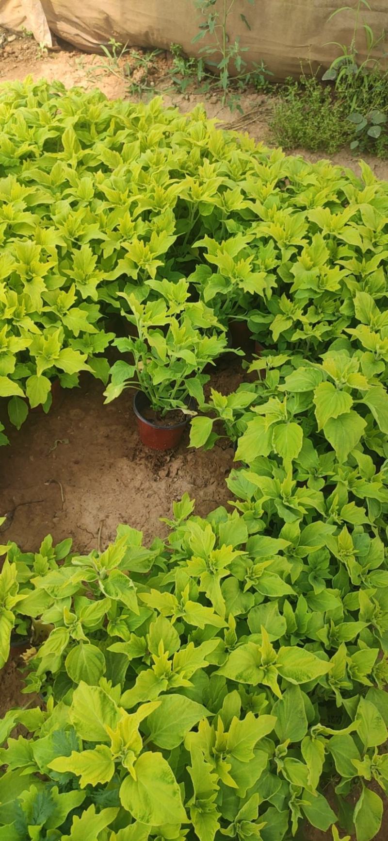 优质彩页彩叶草颜色多种植基地直发质量保证，视频发货