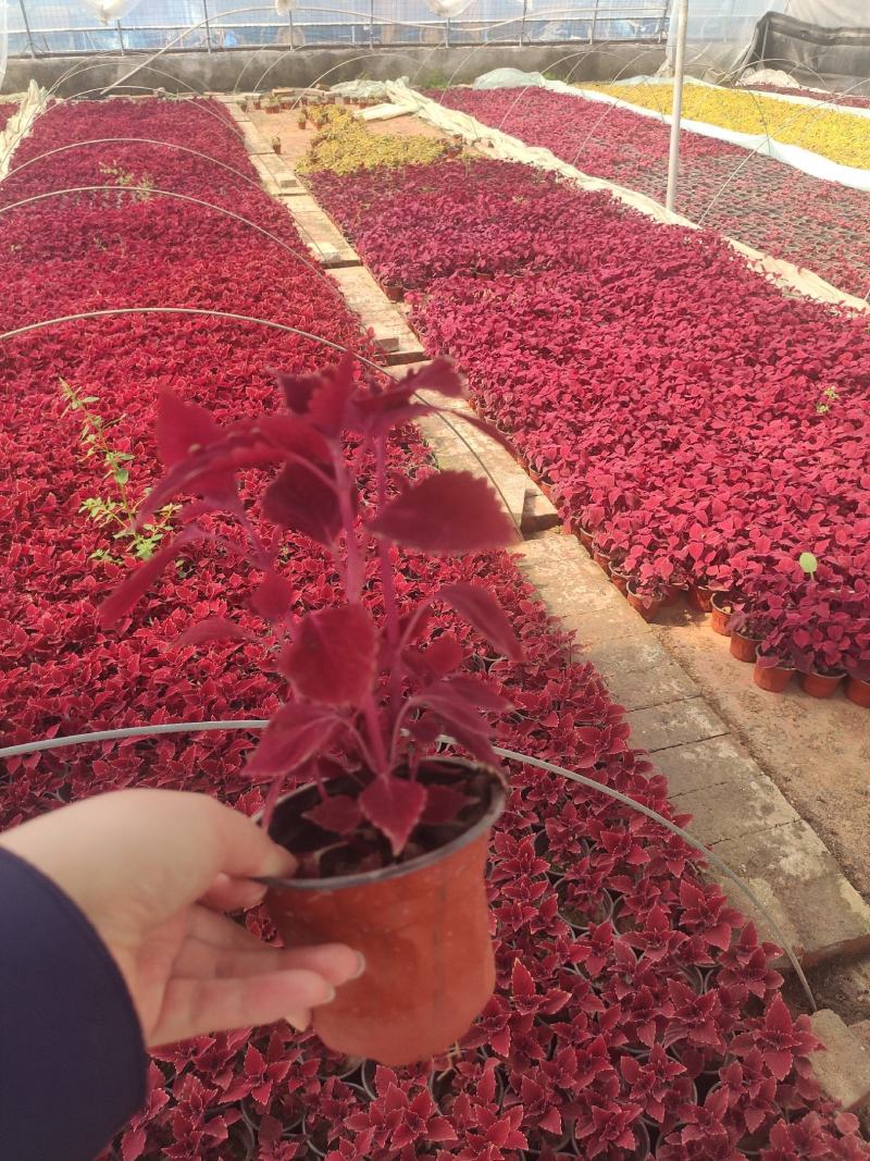 优质彩页彩叶草颜色多种植基地直发质量保证，视频发货