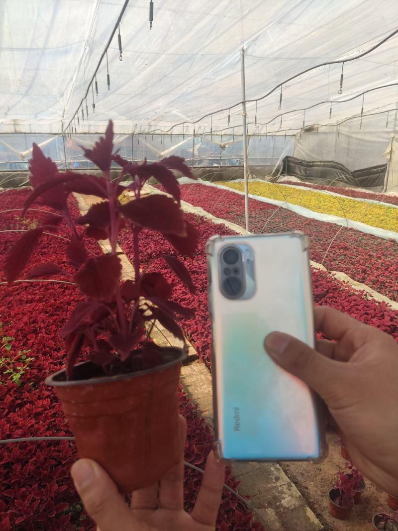 优质彩页彩叶草颜色多种植基地直发质量保证，视频发货