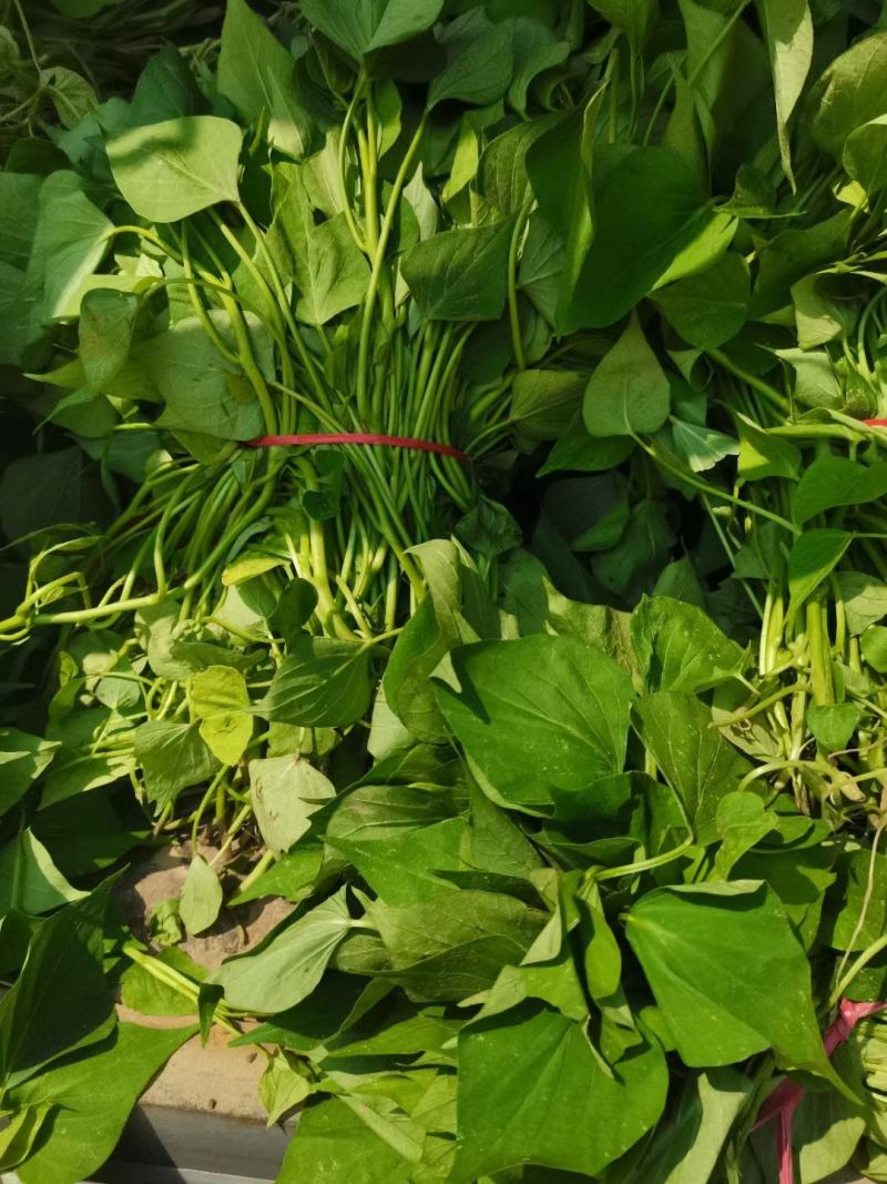红薯苗，大田苗，高剪苗，现货供应，支持视频看货