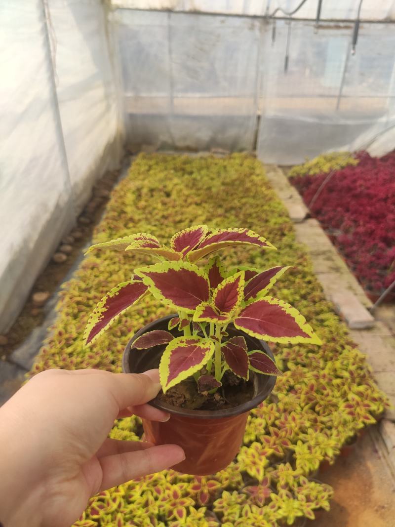 优质彩页彩叶草颜色多种植基地直发质量保证，视频发货