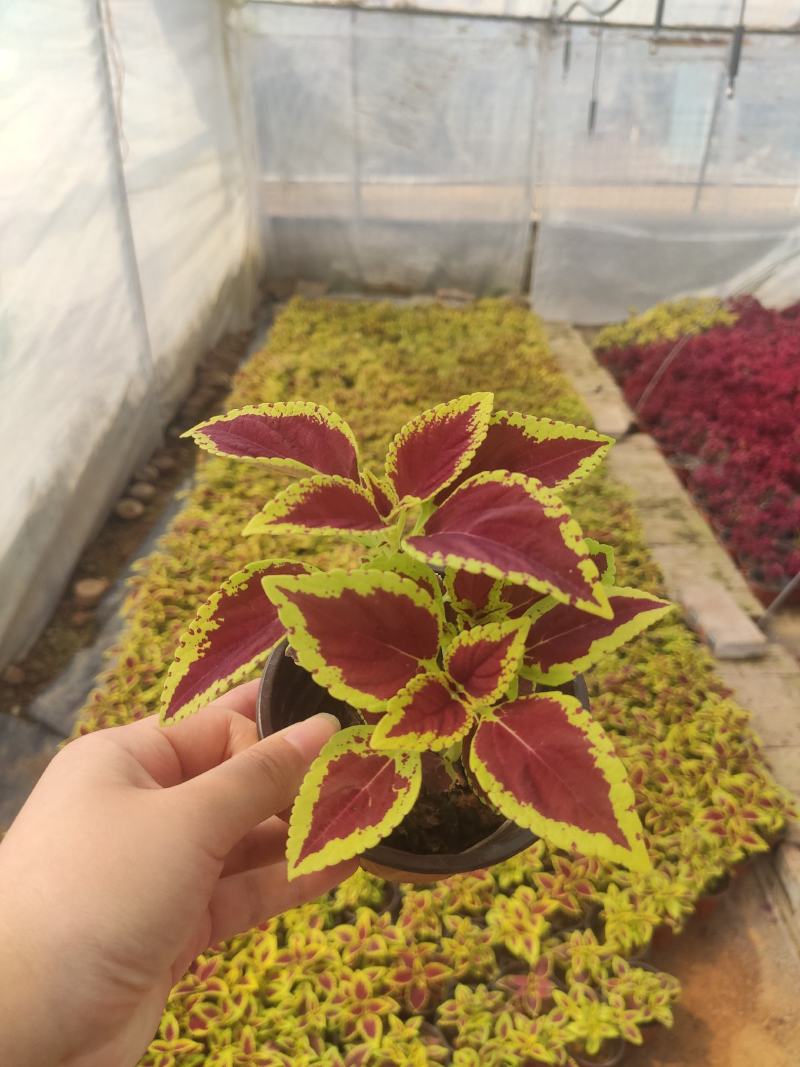 优质彩页彩叶草颜色多种植基地直发质量保证，视频发货