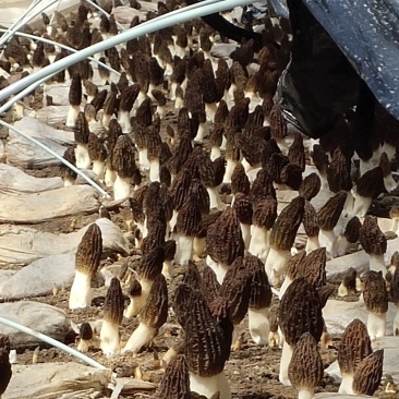羊肚菌菌种少面积试种零售送种植管理技术资料包回收