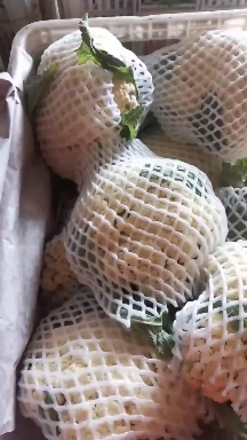 万亩有机花大量供应，长期有货，质量好，价格便宜，要的老板