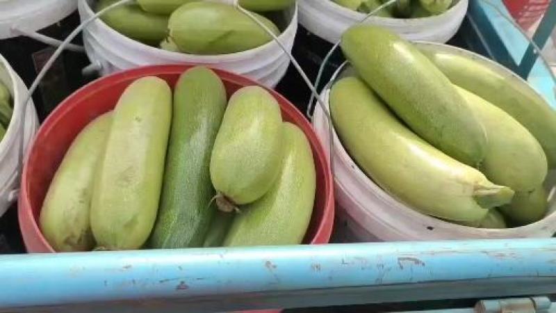 万亩西葫芦大量供应，长期有货，价格便宜，质量好，欢迎老板