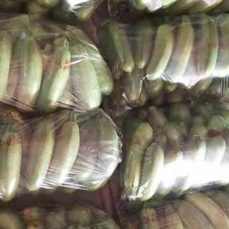 万亩西葫芦大量供应，长期有货，价格便宜，质量好，欢迎老板
