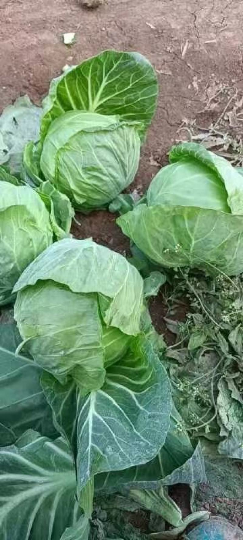 精品中甘甘蓝现大量上市，基地直供，量大可优惠，来电洽谈