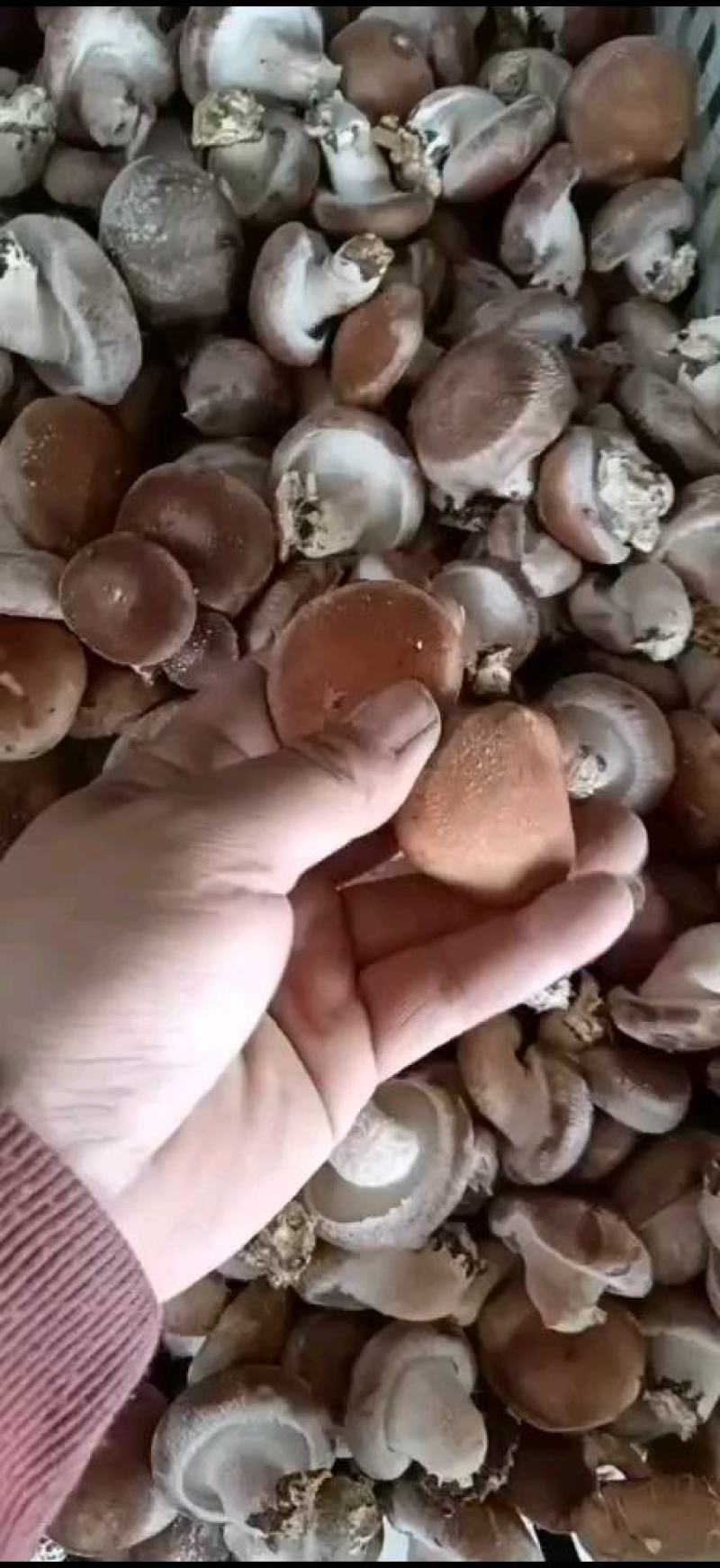 河北邢台鲜香菇承接电商批发商加工厂