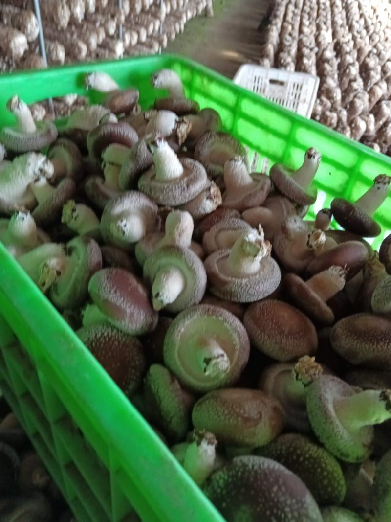 河北邢台鲜香菇承接电商批发商加工厂