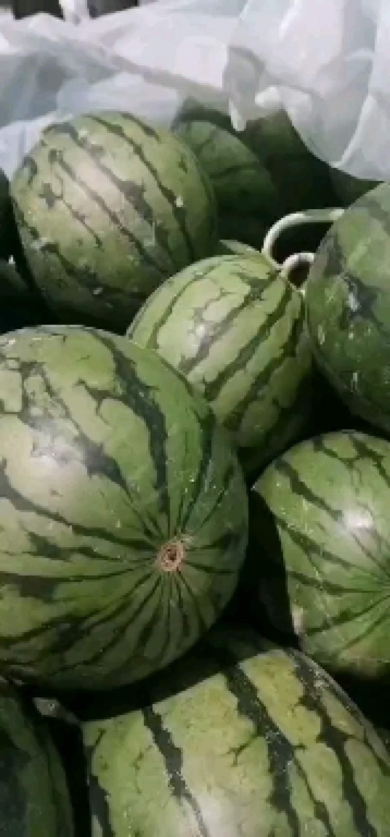 早春红玉西瓜，一茬皮薄，包熟包甜，货源充足，产地直销。