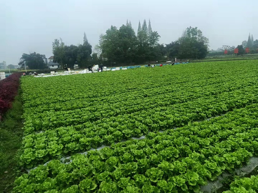 生菜种植场景