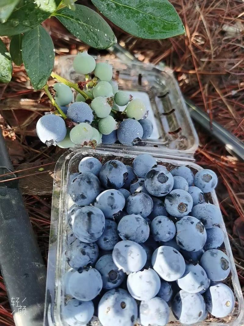 云南省红河州蓝莓，支持大量走货，快递一件代发露天蓝莓