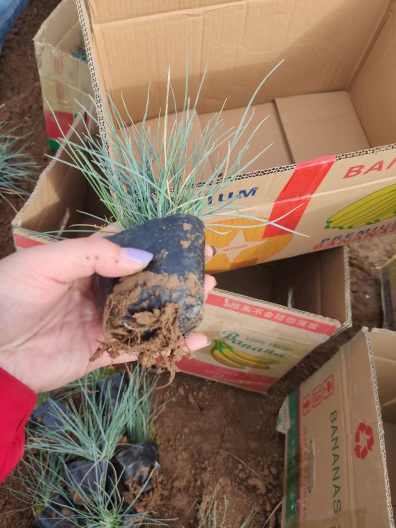 优质蓝羊茅蓝羊茅基地质量保证视频发货诚信经营