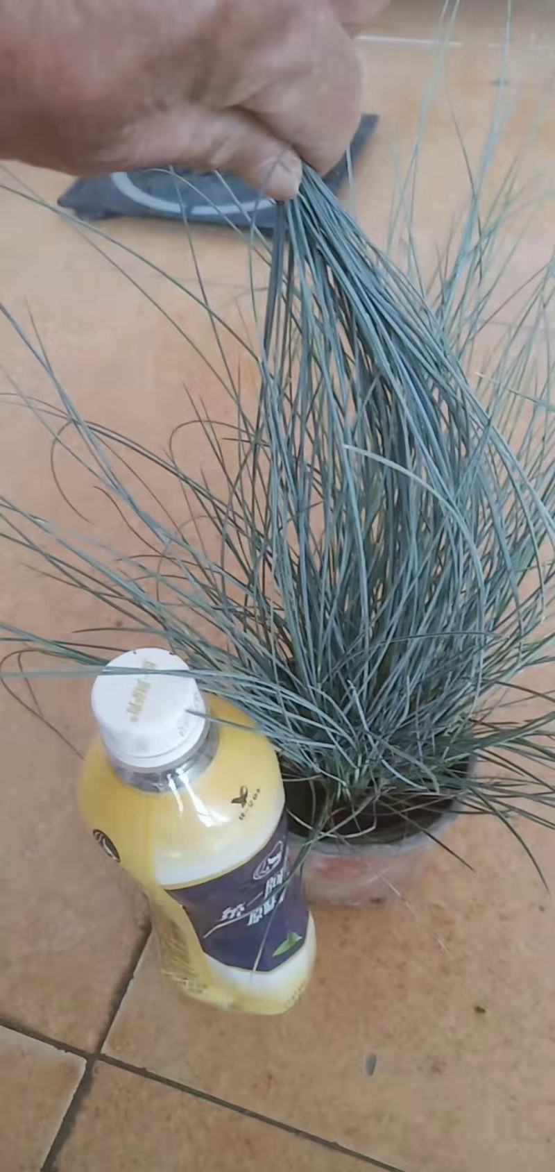 优质蓝羊茅蓝羊茅基地质量保证视频发货诚信经营