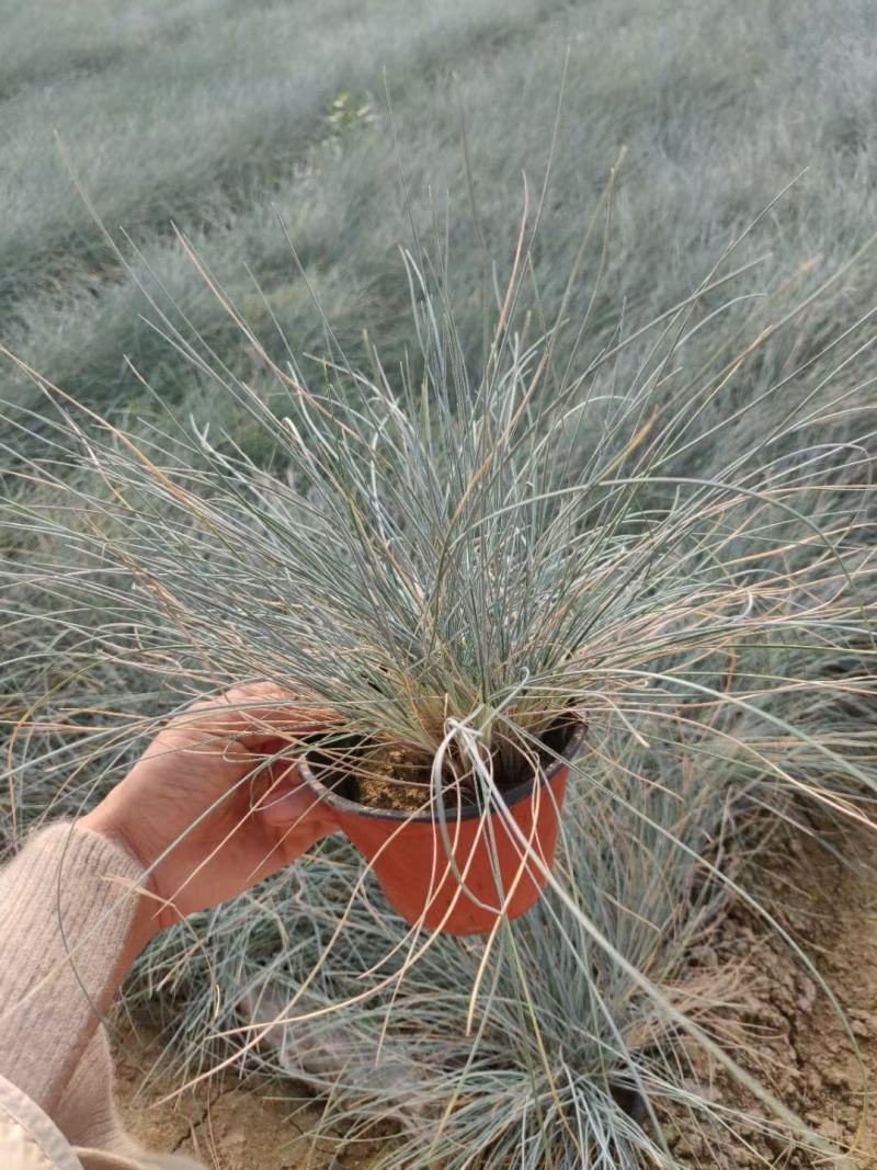优质蓝羊茅蓝羊茅基地质量保证视频发货诚信经营