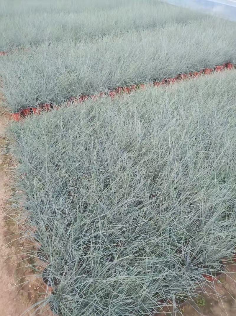 优质蓝羊茅蓝羊茅基地质量保证视频发货诚信经营