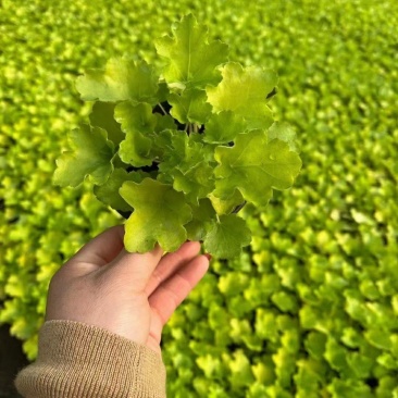 优质矾根颜色全农户直发质量保证视频发货