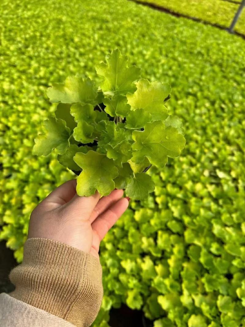 优质矾根颜色全农户直发质量保证视频发货