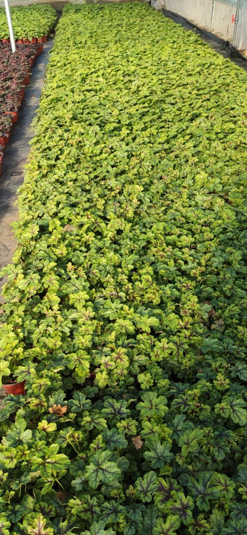 优质矾根颜色全农户直发质量保证视频发货