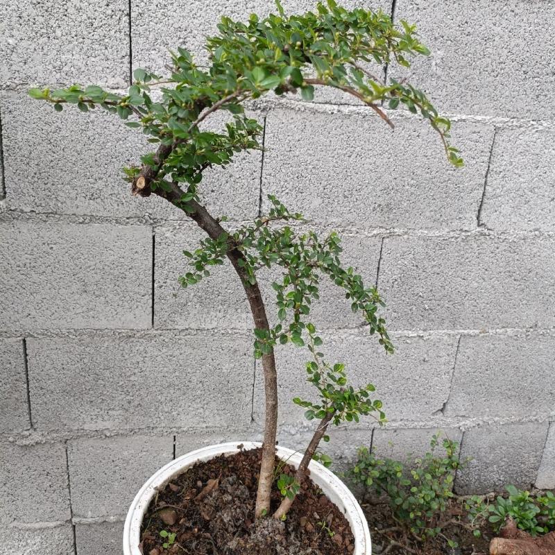 荀子