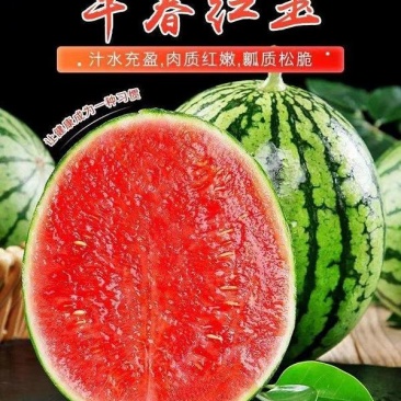 东台西瓜早春红玉3斤打底皮薄口感爽，糖份13以上