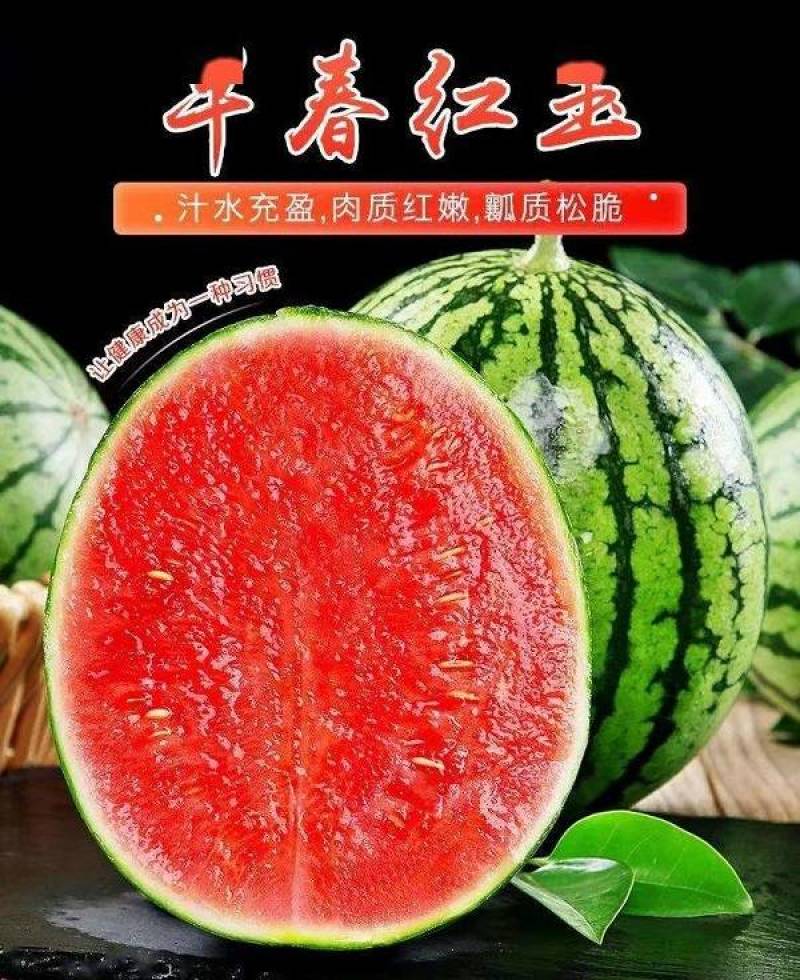 东台西瓜早春红玉3斤打底皮薄口感爽，糖份13以上