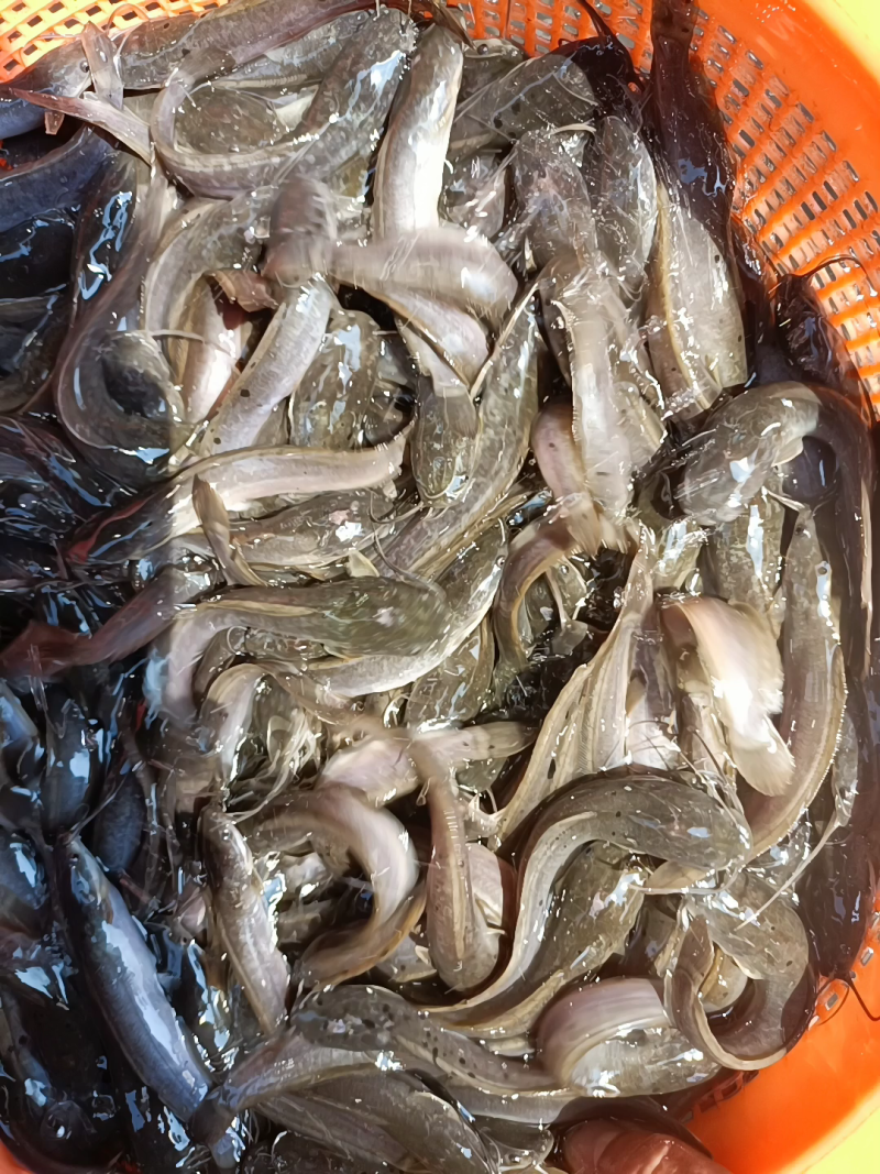 埃及塘角鱼苗，长期供应优良鱼苗，场地直销欢迎订购。