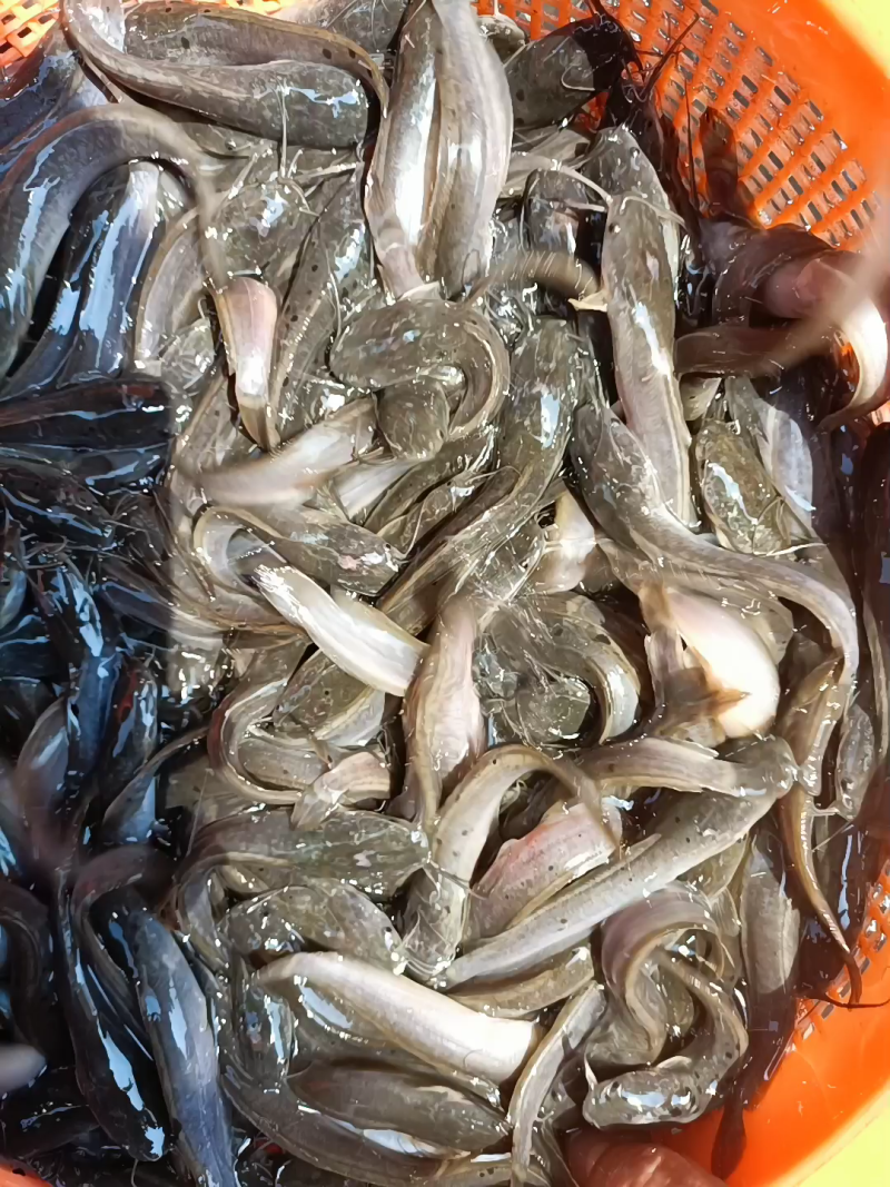 埃及塘角鱼苗，长期供应优良鱼苗，场地直销欢迎订购。