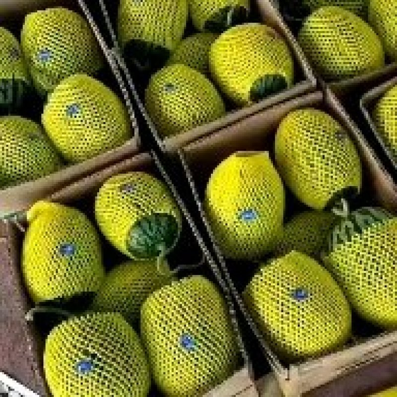 全美2K小西瓜2K小西瓜精品小西爪2K小西瓜超甜2K小瓜