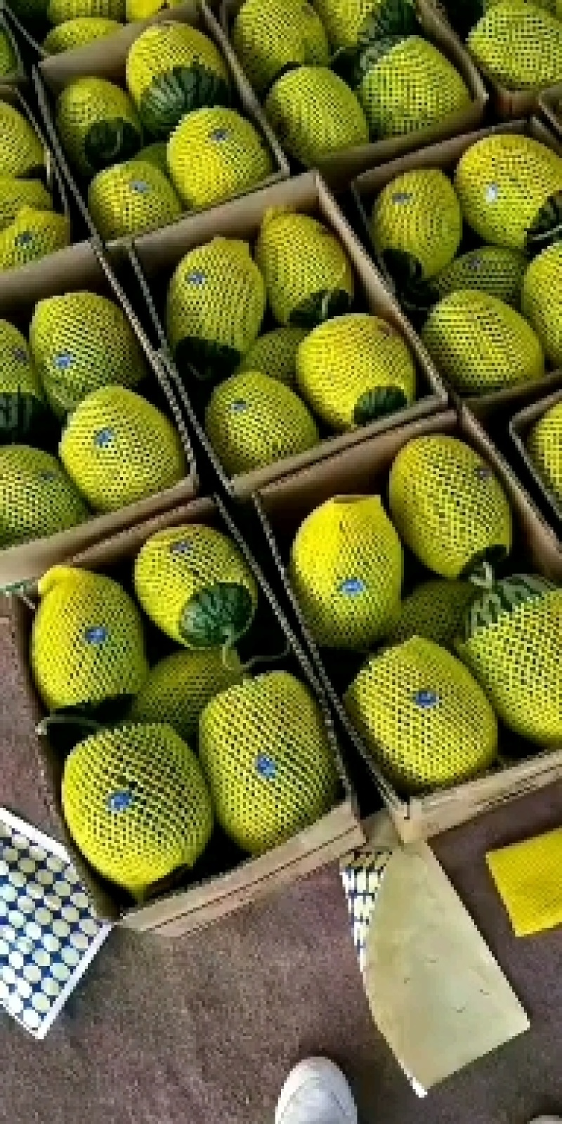 全美2K小西瓜2K小西瓜精品小西爪2K小西瓜超甜2K小瓜