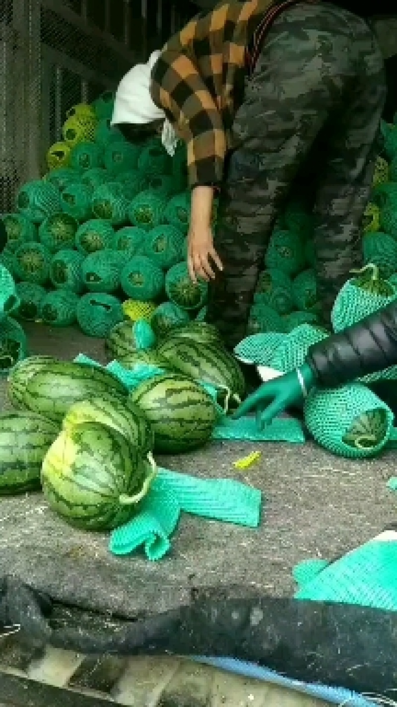 全美2K小西瓜2K小西瓜精品小西爪2K小西瓜超甜2K小瓜