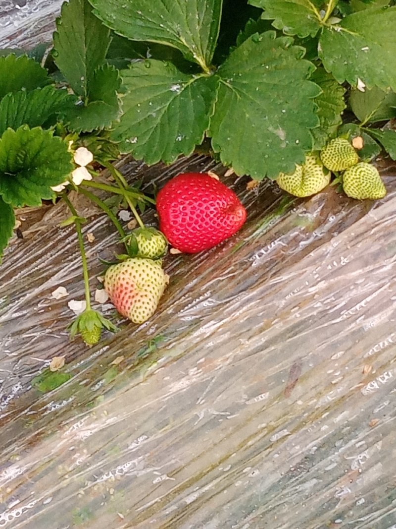 草莓
