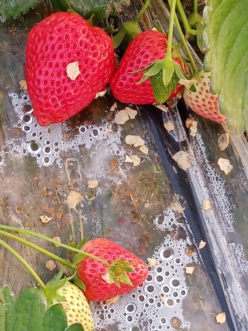 草莓