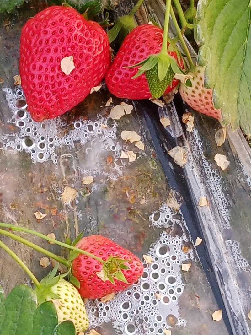 草莓