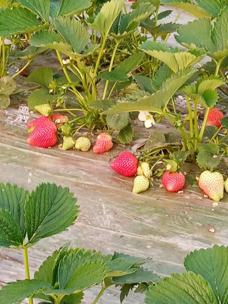 草莓