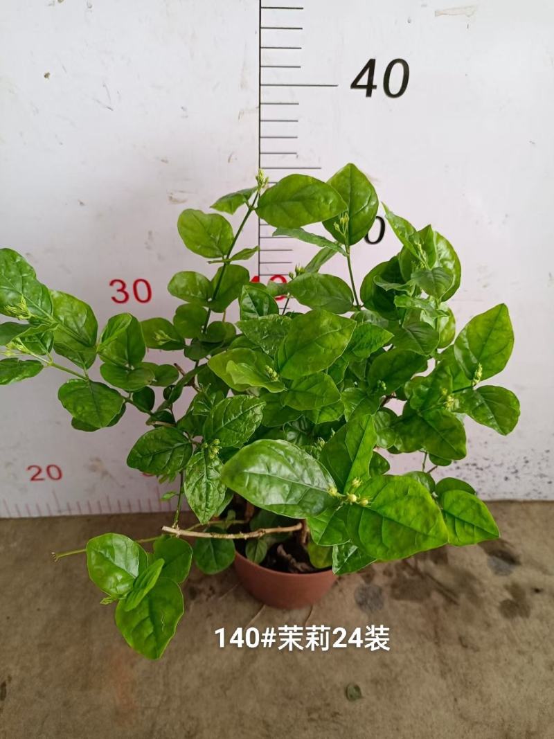 140茉莉一箱24装9元一盆实物实拍图花苞多状态好非常好