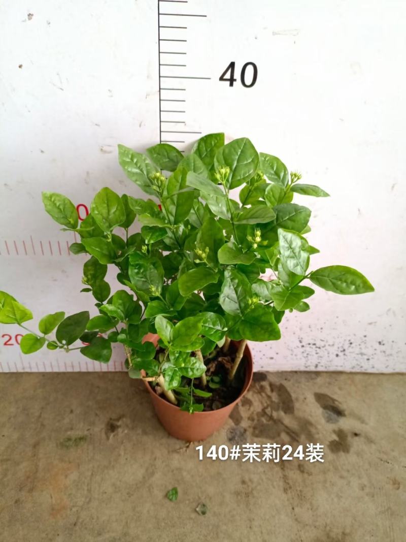 140茉莉一箱24装9元一盆实物实拍图花苞多状态好非常好