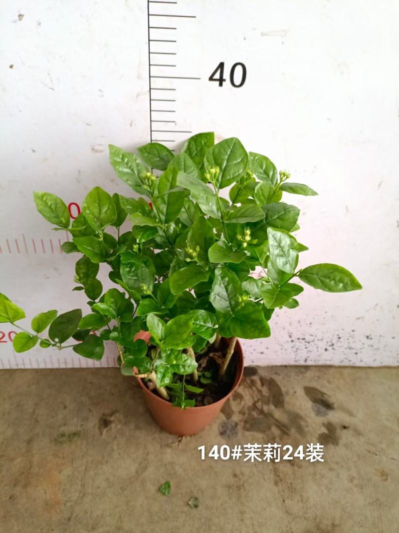 140茉莉一箱24装9元一盆实物实拍图花苞多状态好非常好
