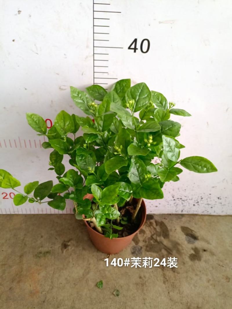 140茉莉一箱24装9元一盆实物实拍图花苞多状态好非常好