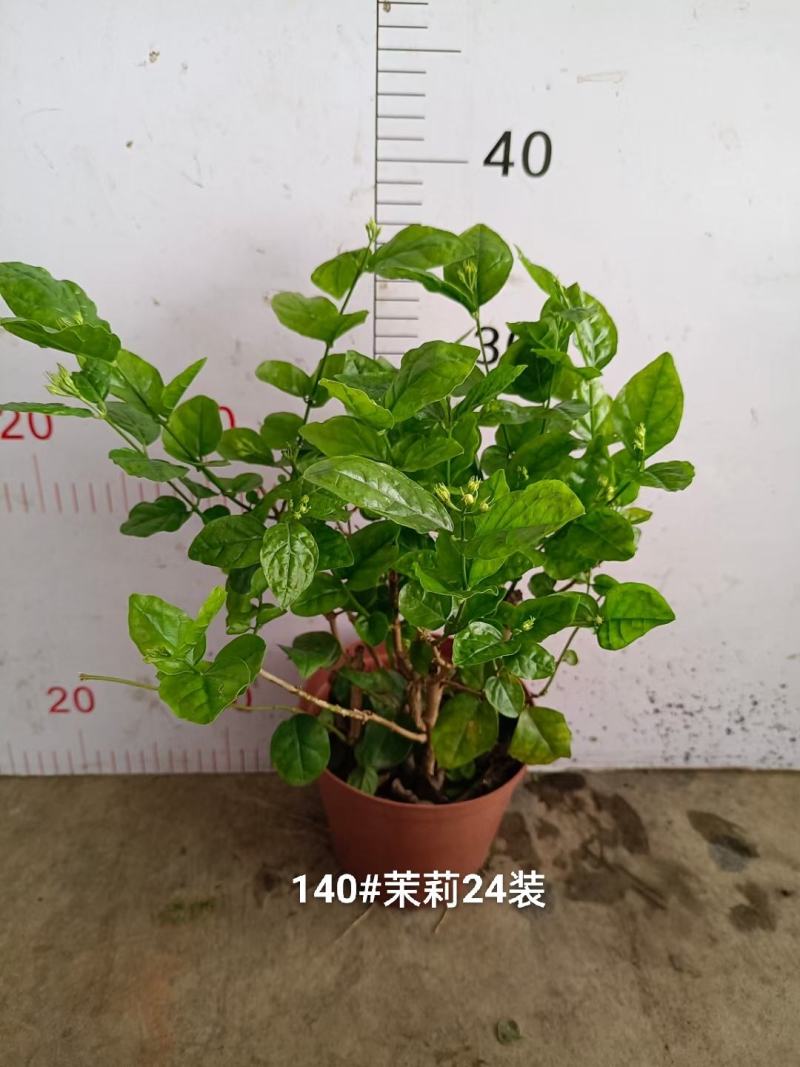 140茉莉一箱24装9元一盆实物实拍图花苞多状态好非常好